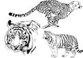 Vector drawings sketches different predator , tigers lions cheetahs and leopards are drawn in ink by hand Royalty Free Stock Photo